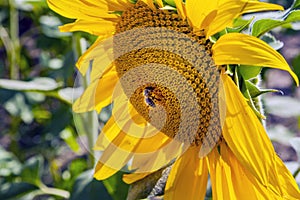 Happy sunflowers in the field pollinated by bees