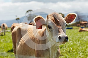 Happy in the sunshine. a herd of dairy cows standing in a green pasture.