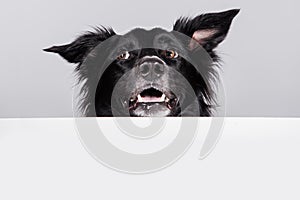 Happy surprised  border collie dog looking up with a white banner or a poster in front of him, isolated. Card template with