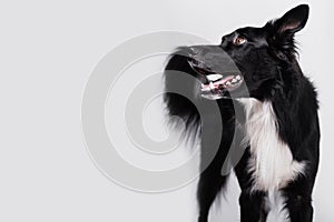 Happy surprised purebred border collie dog looking up with his mouth opened mouth and big eyes looking up attentive staring,