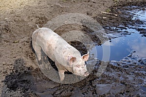 Happy swine, young pig, piglet standing in a puddle of water, in a quagmire, seen from above. photo