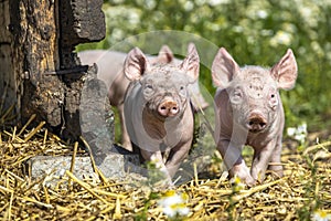 Happy swines, two cheeky funny young piglets, approaching and walking together towards the camera