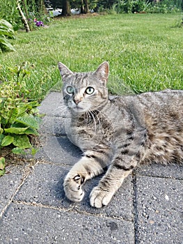 Happy tabby cat