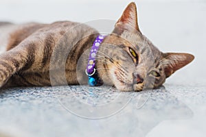 Happy tabby cat with a collar