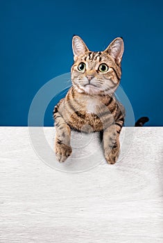 Happy tabby cat with paws up on white message board on a blue background. Copy space for your text.