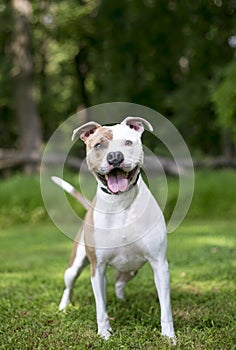 A happy tan and white Pit Bull Terrier mixed breed dog