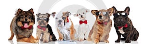 Happy team of six gentlemen dogs with bowties