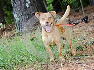 Happy Terrier Mixed Breed Dog