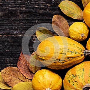 Happy Thanksgiving Background. Autumn Harvest and Holiday border. Selection of various pumpkins on dark wooden background.
