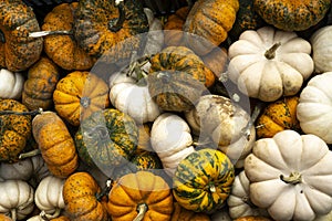 Happy Thanksgiving Background. Selection of various pumpkins and autumnal gourds