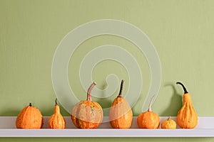 Happy Thanksgiving Background. Selection of various pumpkins on white shelf against green colored wall. Seasonal pumpkins.