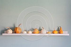 Happy Thanksgiving Background. Selection of various pumpkins on white shelf against pastel turquoise colored wall.