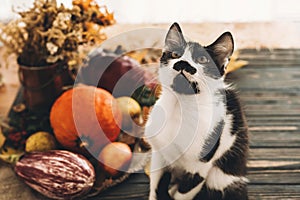 Happy Thanksgiving concept. Cute funny cat sitting at beautiful