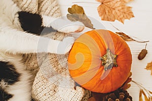 Happy Thanksgiving! Cute cat holding paws on pumpkin, relaxing on warm knitted sweater with autumn leaves, cone and acorns. Cozy