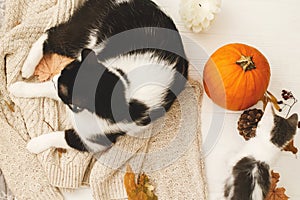 Happy Thanksgiving! Cute cat and little kitten relaxing on warm knitted sweater with pumpkin, autumn leaves, cone and acorns. Cozy
