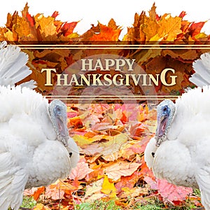 Happy Thanksgiving Greeting.