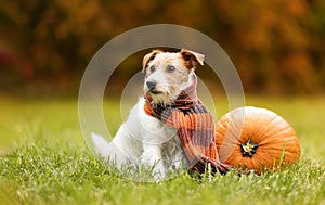 Happy thanksgiving pet dog sitting in the grass with a pumpkin
