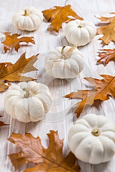 Happy thanksgiving - still life with white pumpkins and autumn leaves on white