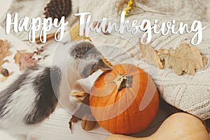 Happy thanksgiving text on cute kitten playing with pumpkin, autumn leaves on white wood. Seasonal greeting card, handwritten sign