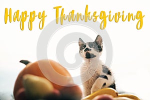 Happy Thanksgiving text, seasons greeting card. Thanksgiving sign. Cute kitty, pumpkin, wicker basket on wooden background. Cat