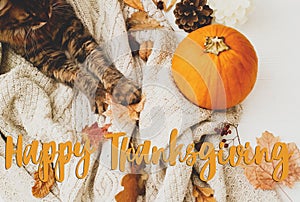 Happy Thanksgiving text sign on cute tabby cat holding autumn leaves on warm knitted sweater with pumpkin, cone and acorns.