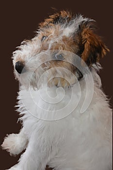 Happy three and a half month old fox terrier puppy