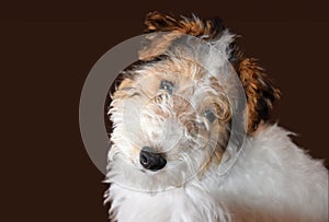 Happy three and a half month old fox terrier puppy