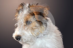 Happy three and a half month old fox terrier puppy photo