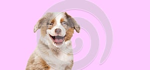 Happy three months old Puppy red merle Bastard dog cross with an australian shepherd and unknown breed isolated on pink background