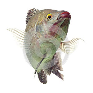 Happy Tilapia Fish Isolated On White
