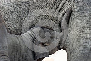 Happy time baby elephant