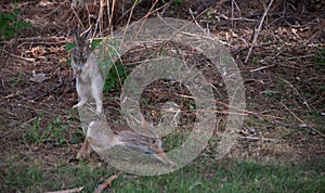 Happy to see you - Jumping hares.