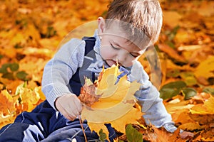 Happy toddler baby boy sits in yellow autumn leaves. Child in autumn f