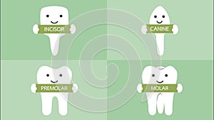 Happy tooth type with detail word - incisor, canine, premolar, molar, kind of teeth