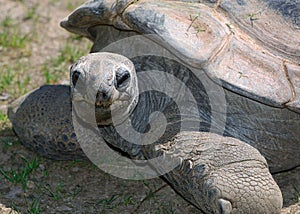 Happy Tortoise