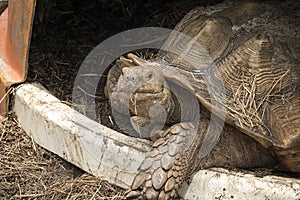 Happy Tortoise in the Hay