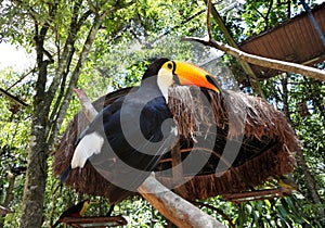 Happy toucan from the Birds Park, Foz do Iguazu.
