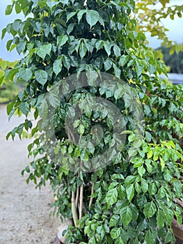 Happy tree plant in the garden