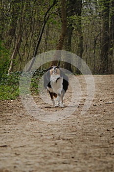 Happy Tricolor Rough Collie runs with crazy funny face in spring park. Black Scottish Collie dog, Long-haired English