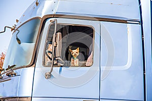 Happy truck driver . dog driving truck