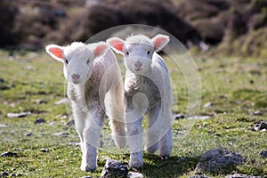 Happy Twin Lambs Come Closer, Wainuiomata, New Zealand