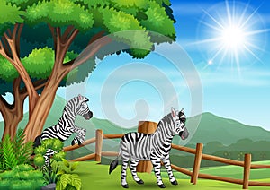 Happy two zebra playing at the open zoo