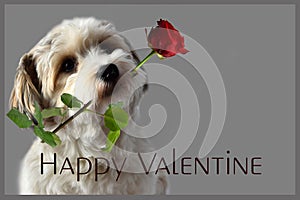 Happy valentine. Havanese puppy with rose in his snout