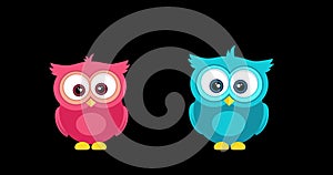 Happy Valentine`s Day. 2d cartoonish animation with pink and blue funny owls hugging.