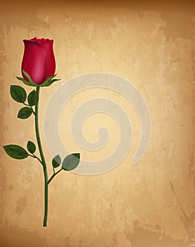 Happy Valentine`s Day background. Single red rose on an old paper background. Vector