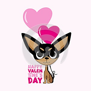 Happy Valentine\'s Day - cute Chihuahua dog with heart balloons