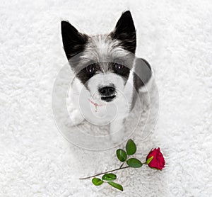 Happy valentines dog