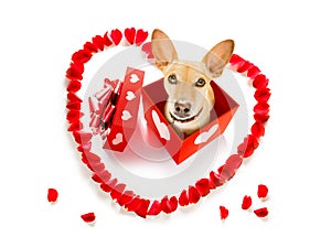 Happy valentines dog