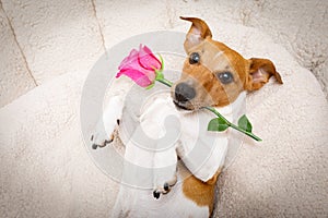 Happy valentines dog