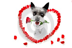 Happy valentines dog